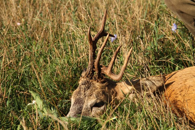 őzbak vadászat, Cigánd
